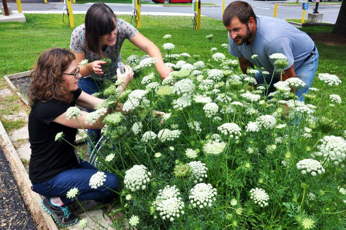Stink bug research at Shepherd University involved collecting predators from plants growing in the garden behind the Robert C. Byrd Science and Technology Center. Pictured (left to right) are Dr. Clarissa Matthews, professor of environmental studies and chair of the Institute of Environmental and Physical Sciences, and students McKenzie Allen, Kearneysville, and Samuel Woullard, Martinsburg. 