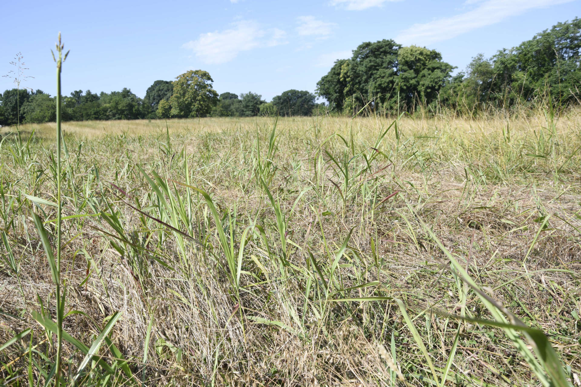 Photo of field where incubator farm will be located.