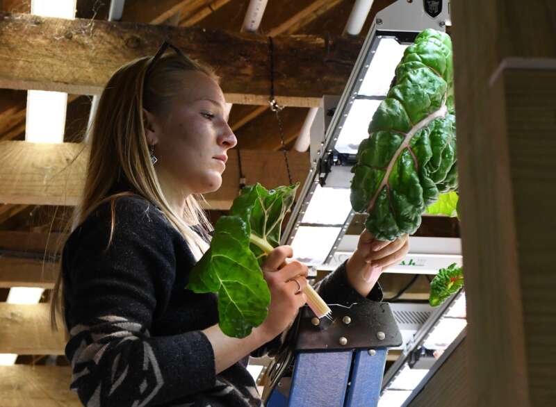Student Vanesa Harper harvesting swiss chard in aquaponics lab